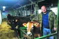 «Данські корови – слухняні, своєю прив’язаністю нагадують собак»