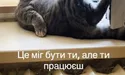 Кота назвали Кімом, бо він водночас позитивний, агресивний і красивий