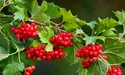 Смачна і корисна калина