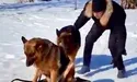 Вівчарки катаються на тракторі, велосипеді, санчатах