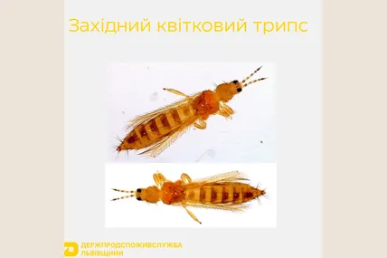 Фото: Держпродспоживслужба Львівщини