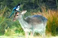 Стреси війни знімають... сороки за вікном