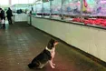«У таке дороге пальто одягнена, а шматок м’яса купити не можеш!»