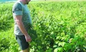 Ягода-малина фермерів манила…