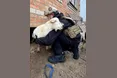 Приїхали у прифронтове місто рятувати звірят