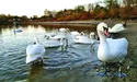 У курортному Трускавці лебеді зимують на водному плесі