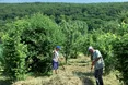 Сіно пізнє. Але смачне, духмяне, тому й поживне…