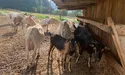 У Когутах розвивають «козячий» екотуризм