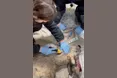 Козлик запхав голову, куди не треба