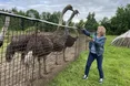 «Самки нанесли страусу 12−15 яєць, а він, дурень, сидить на тих яйцях. А самки собі гуляють»