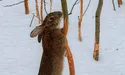 Зайці обгризли кору яблуньок. Чи можна врятувати сад?