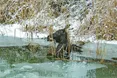 Лосеня витягали з ополонки… за вуха