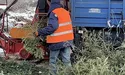 Куди здати на переробку новорічну ялинку?