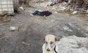 «Я ще не бачила настільки мудрої і відданої собаки…»