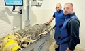 Урятували алігатора Джастіна