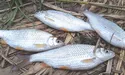 Вересень зазвичай щедро ділиться живим сріблом своїх водойм