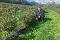«Цьогоріч ціна на лохину — найнижча за останніх п’ять років»