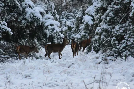 Фото: Чорнобильський радіаційно-екологічний біосферний заповідник