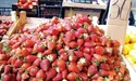 Закарпатська полуниця – 30 гривень!