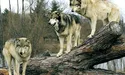 Зимовому теплу вовки й ведмеді не раді…