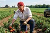 Досягнення Трампа: Білий дім презентував платформу OnlyFarms