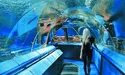 «Морська вода робиться в акваріальній зоні океанаріуму»