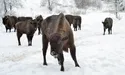 У зубрів — матріархат. Вожачкою стада є самка