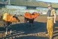 Корови з розбомбленої ферми знайшли прихисток на Дрогобиччині