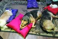 На лоджії пані Галини – «котячий гуртожиток»