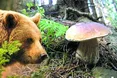 Назбирати грибів не дав… ведмідь