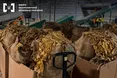 Детективи ТУ БЕБ у Чернівецькій області повідомили про підозру 11 учасникам масштабної схеми незаконного виробництва та збуту підакцизних товарів