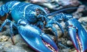 Омар, прекрасний як сапфір