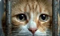 Із полону визволив і кота