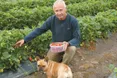 Щоб рясно родила суниця