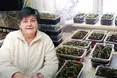 Огірки вирощує з розсади