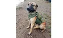 Загиблого бойового пса поминали як воїна…