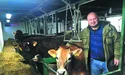 «Данські корови – слухняні, своєю прив’язаністю нагадують собак»