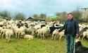 «На полонинах у горах овець доять тільки чоловіки»