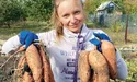 Картоплю замінив батат
