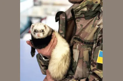 Цей тхорик відчув тепло рук українського воїна.