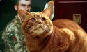 Відбуваючи на фронт, подарував матусі теплий клубочок щастя — кота Марса…