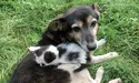 Собача солідарність — до останнього подиху…