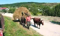 «Не було би бичків Юрка і Василька – не вижив би...»