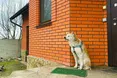 Уже місяць Ріні виглядає свою господиню – не знаючи, що її вже немає...