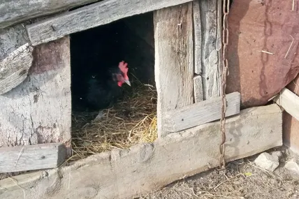 Правильно люди кажуть: святе місце порожнім не буває... Фото автора