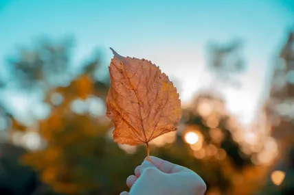 Фото умовне з сайту pexels