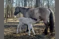 Дикі коні освоїлися серед людей