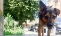 Освіжився сам — допоможи тваринам!
