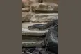 Вчені показали найбільшу у світі змію, яка жила після динозаврів: як вона виглядає