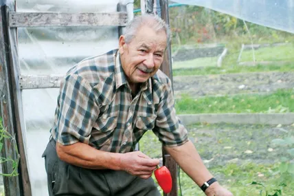 Коли в інших господарів давно закінчився овочевий сезон, Степан Сподарик зриває у тепличці стиглі плоди. Фото автора